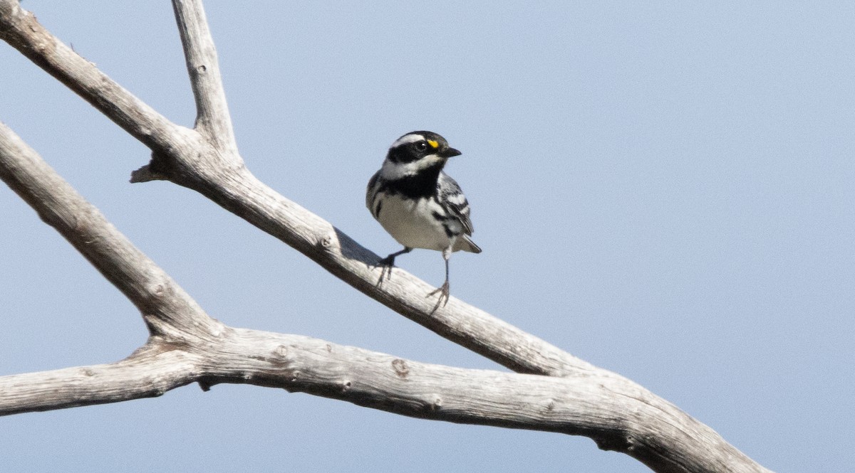 Black-throated Gray Warbler - ML634124324