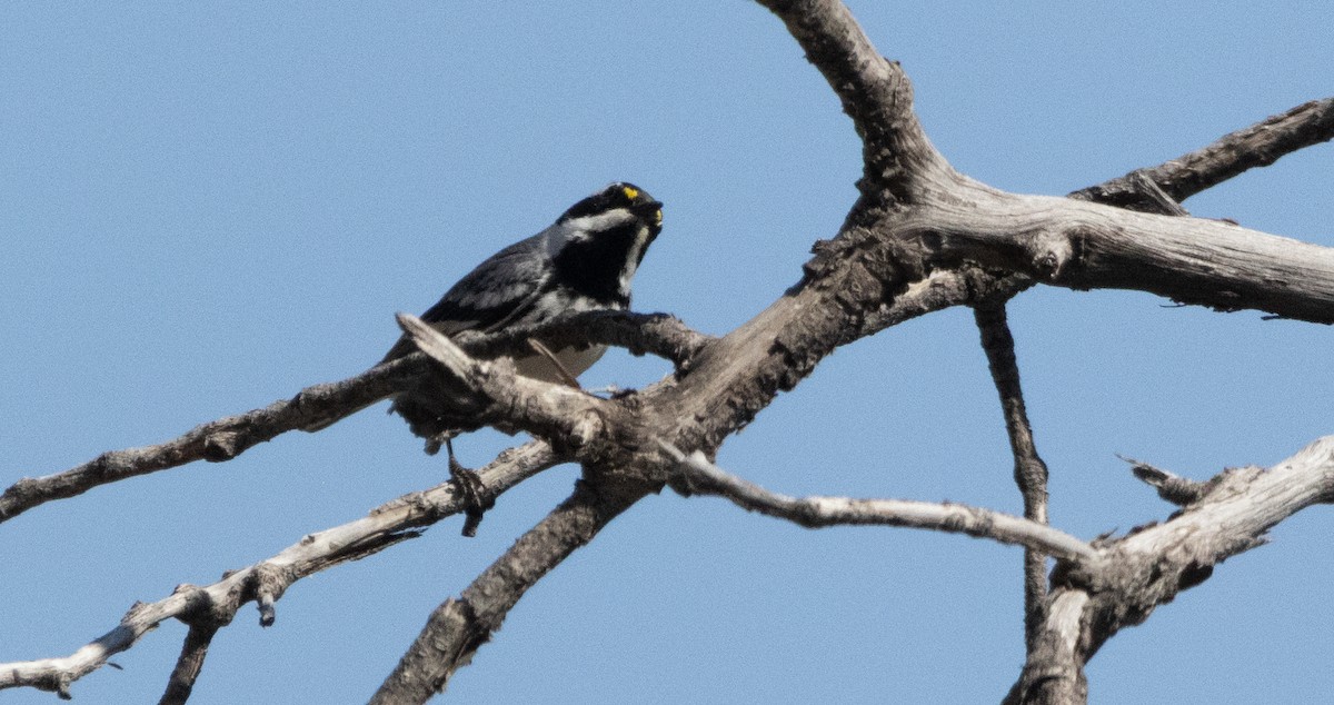 Black-throated Gray Warbler - ML634124334