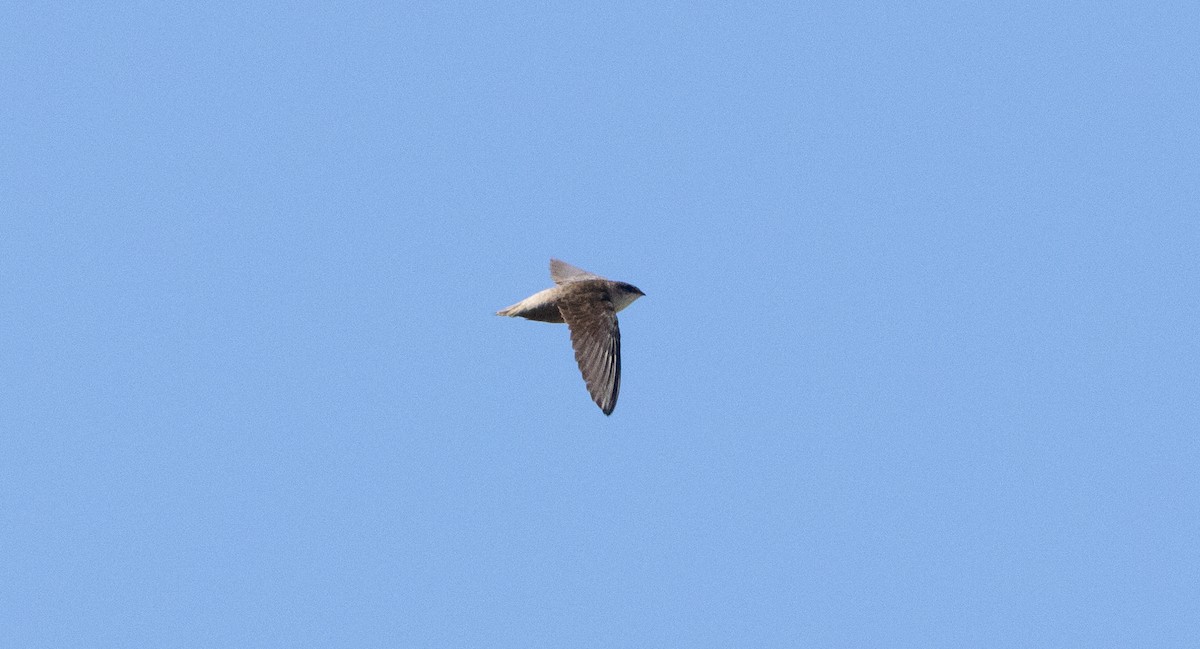 Vaux's Swift - ML634124468