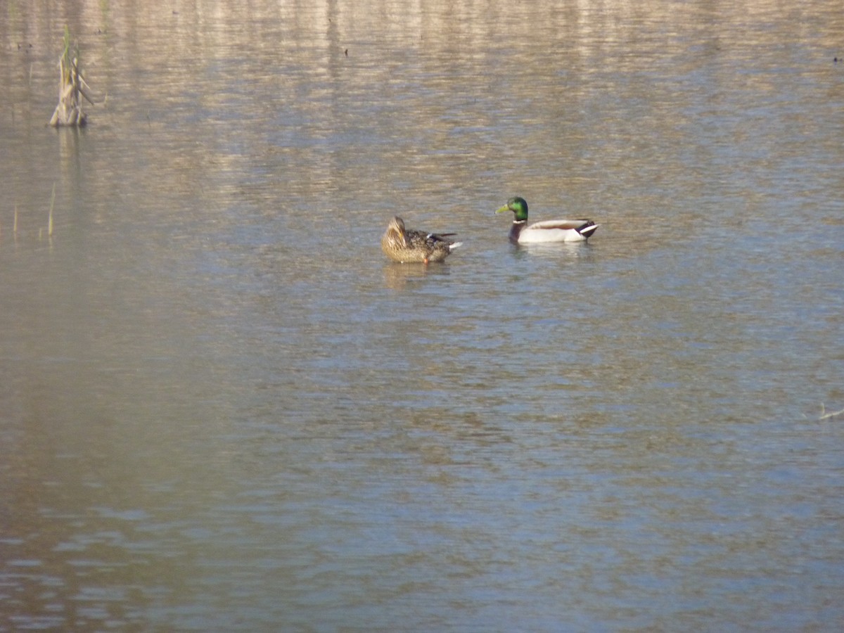 Mallard - ML634124507