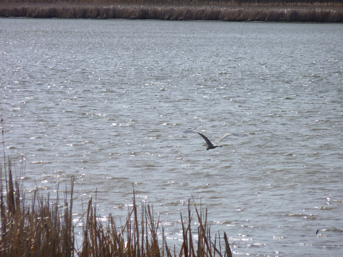 Great Blue Heron - ML634124546