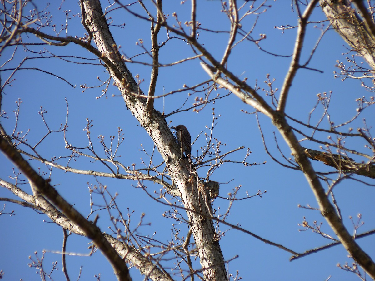 Northern Flicker - ML634124574