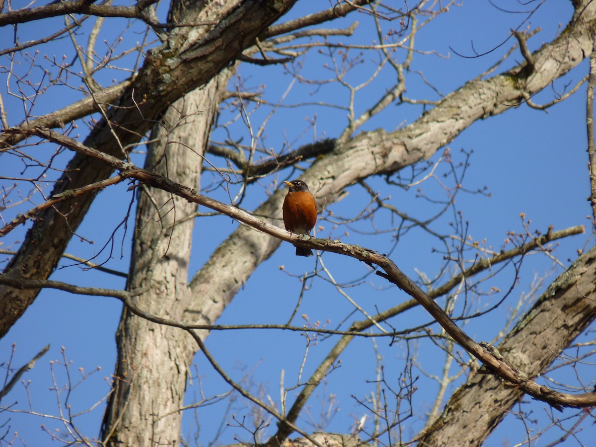 American Robin - ML634124614