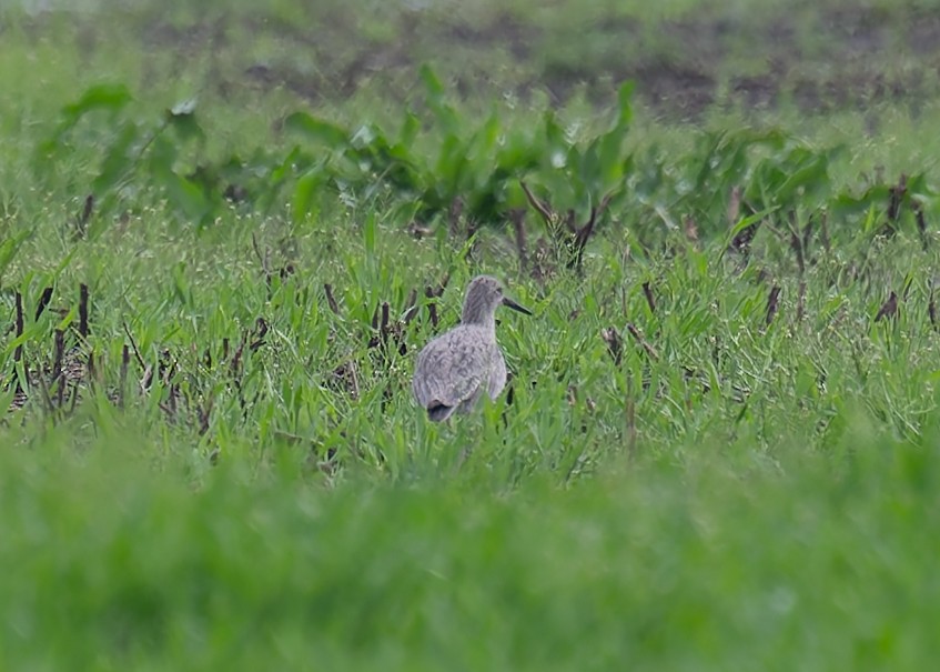 Willet - ML634124639