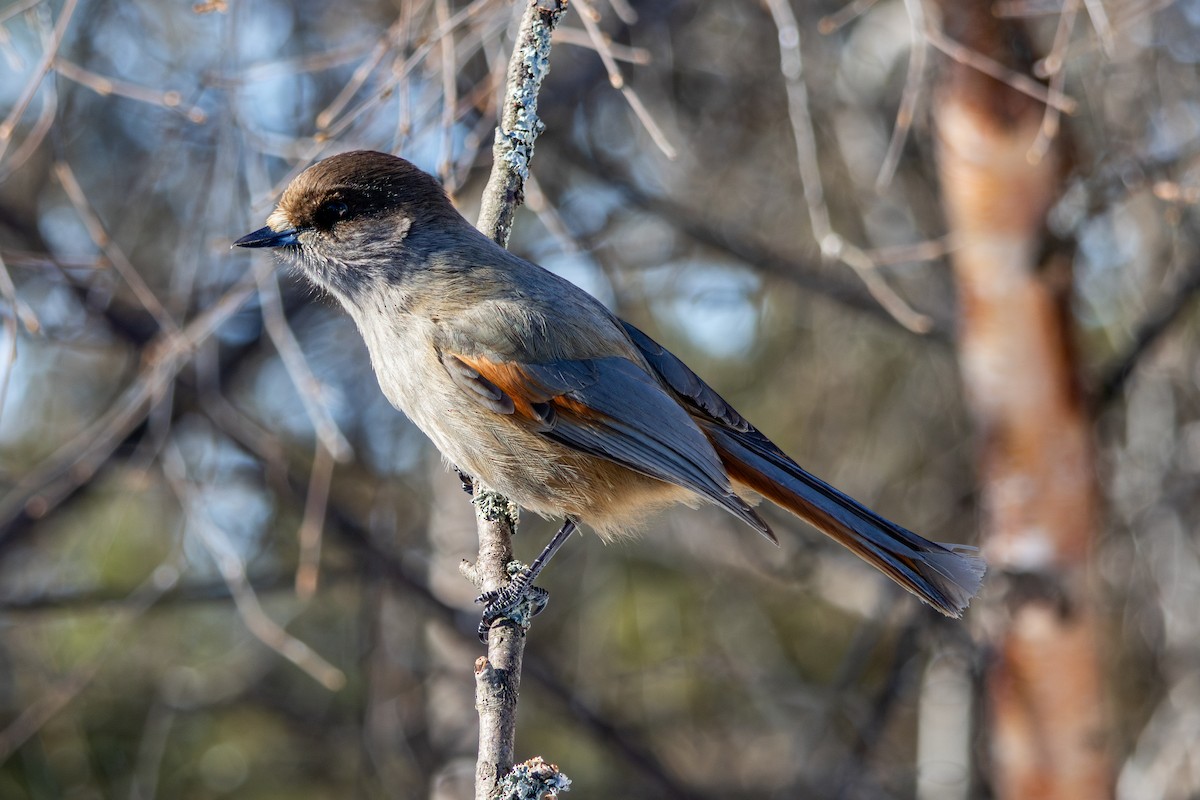 Siberian Jay - ML634124691