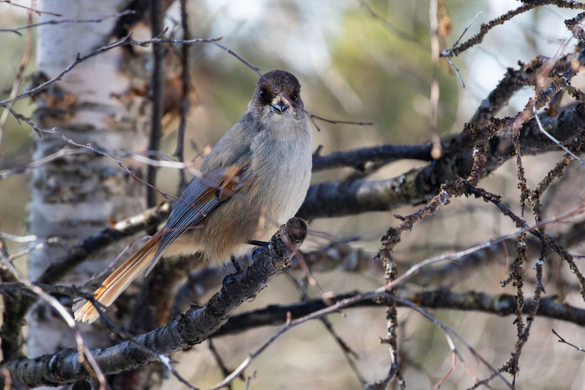 Siberian Jay - ML634124692