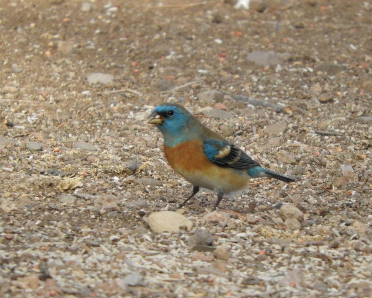 Lazuli Bunting - ML634124743