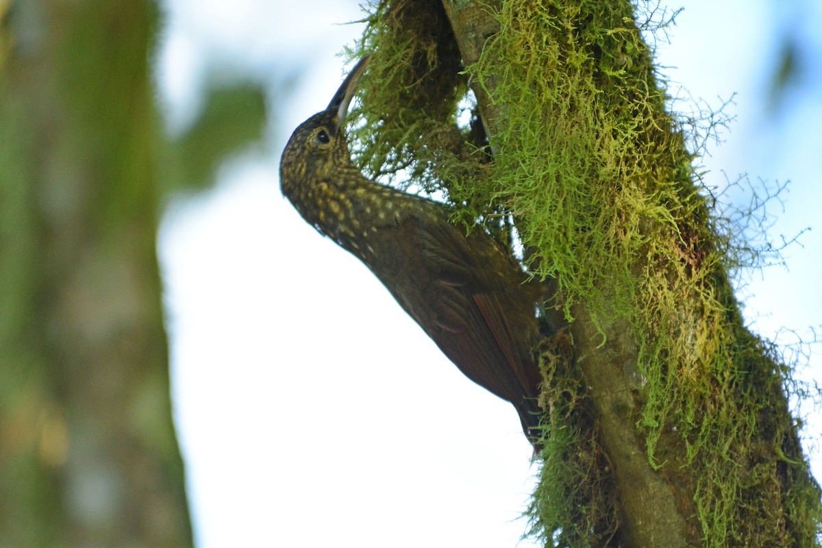 Spotted Woodcreeper (Berlepsch's) - ML634124770