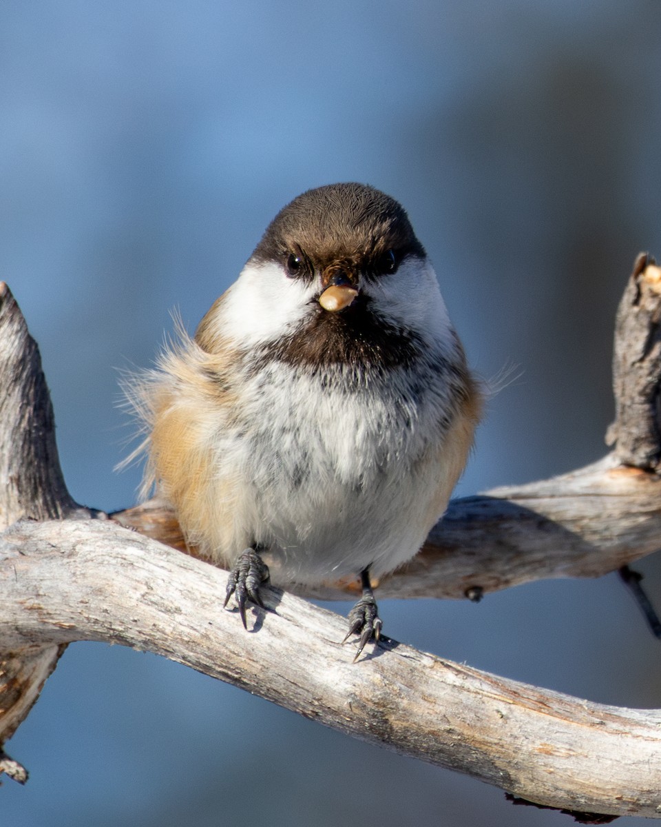 Gray-headed Chickadee - ML634124794