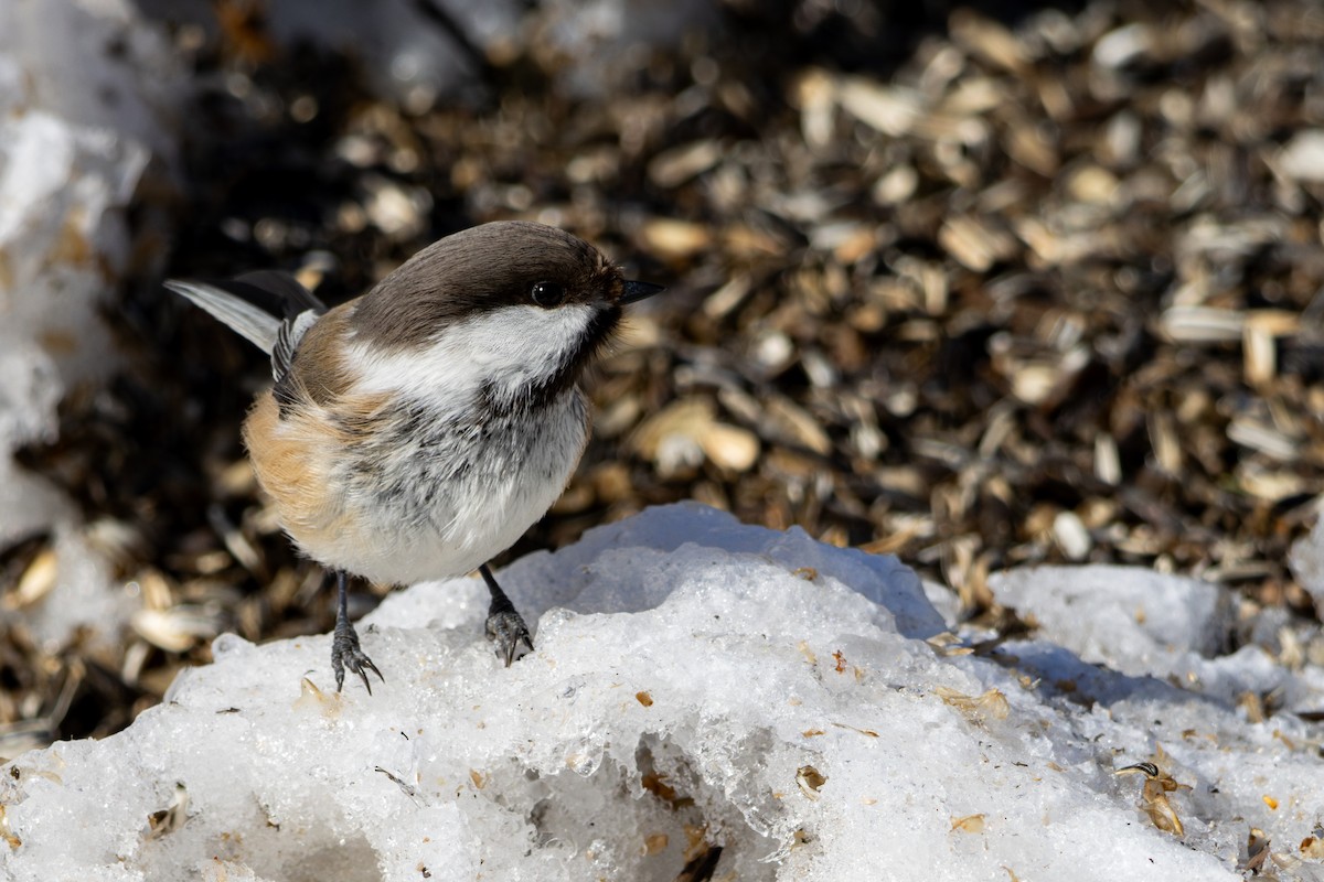 Gray-headed Chickadee - ML634124795