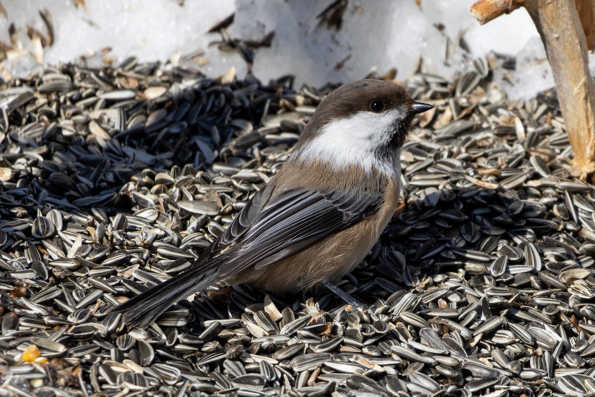 Gray-headed Chickadee - ML634124796
