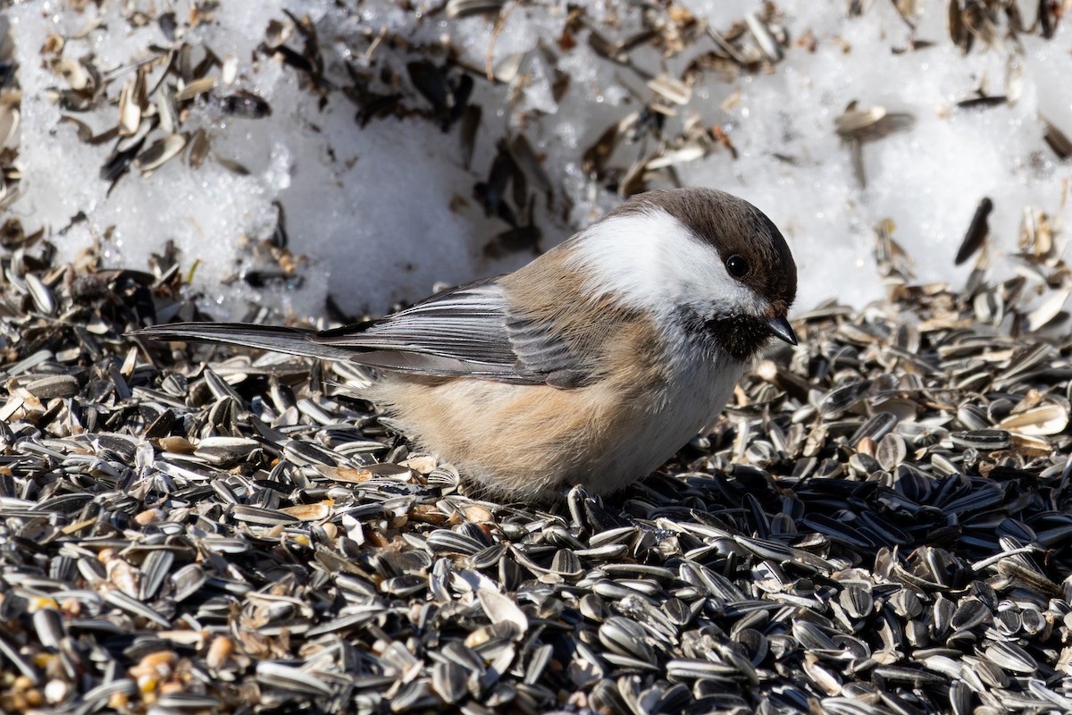 Gray-headed Chickadee - ML634124797