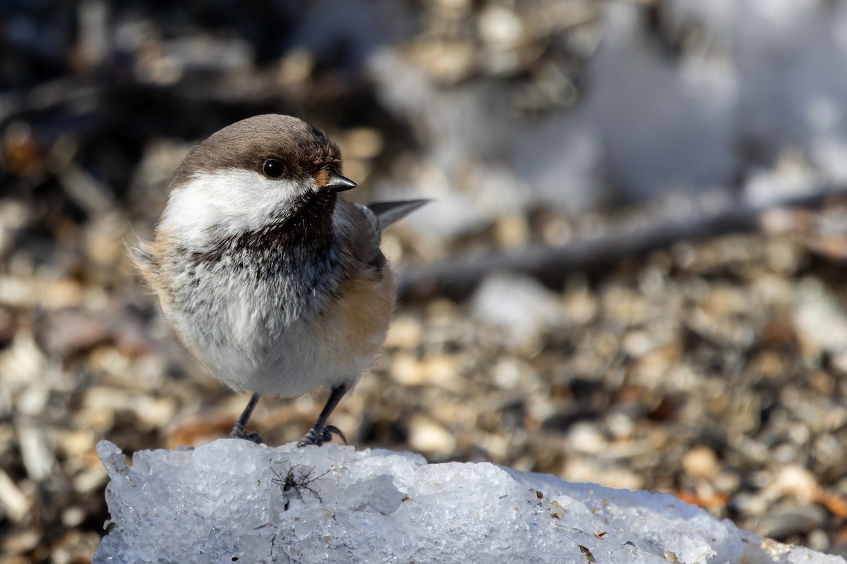 Gray-headed Chickadee - ML634124798