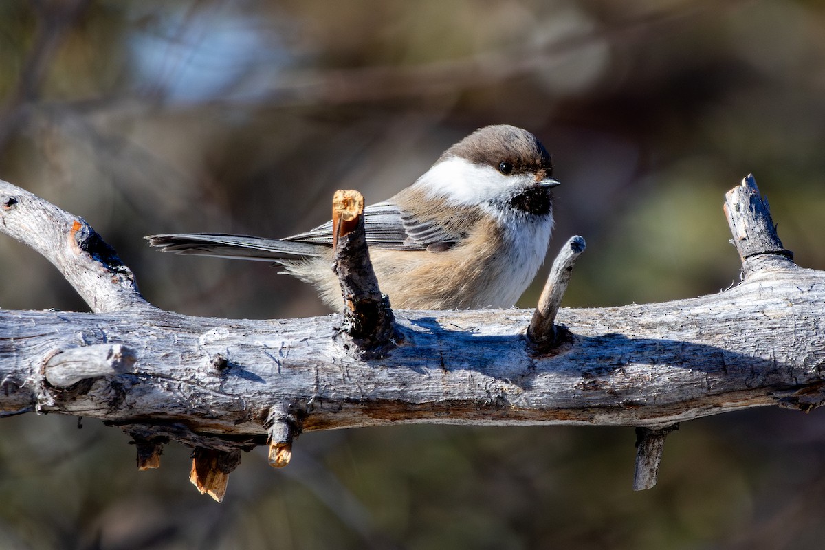 Gray-headed Chickadee - ML634124799