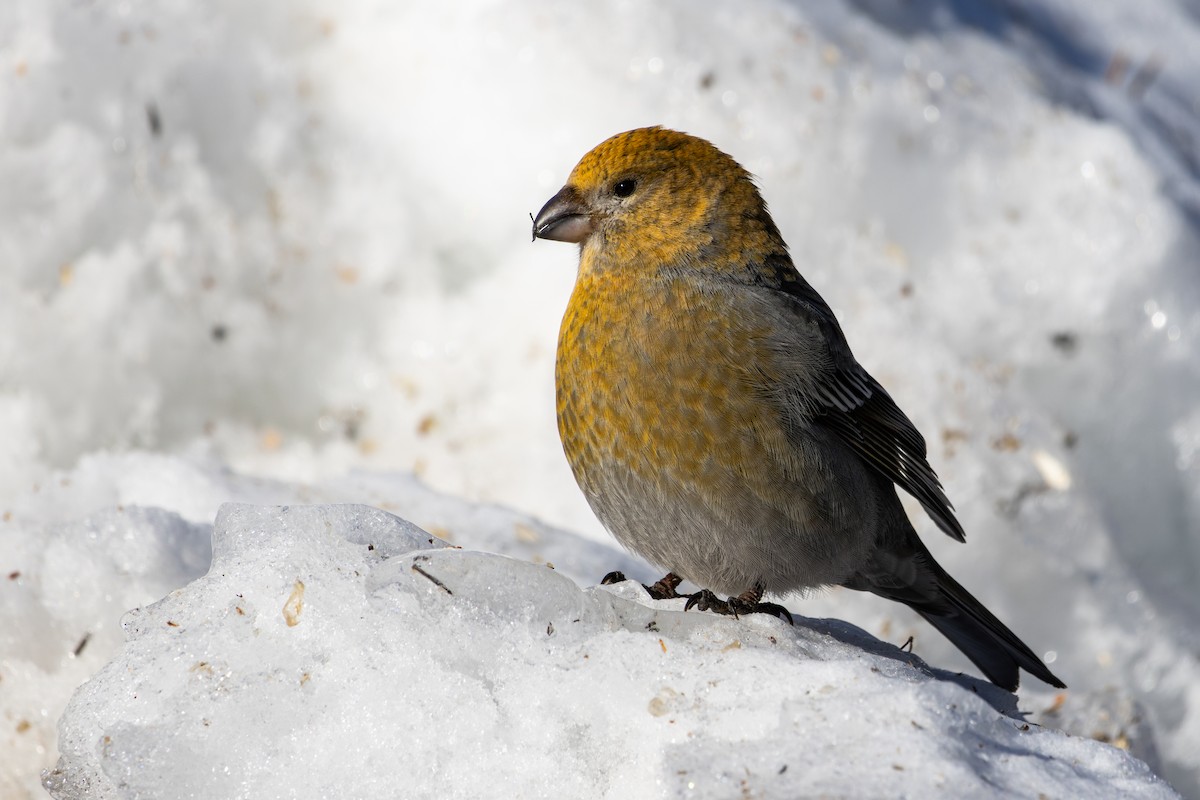 Pine Grosbeak - Diego González Dopico