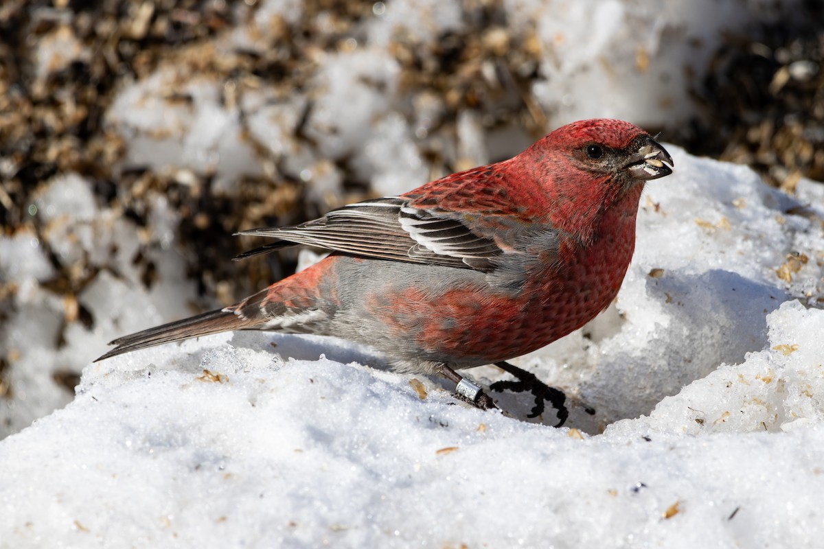 Pine Grosbeak - Diego González Dopico