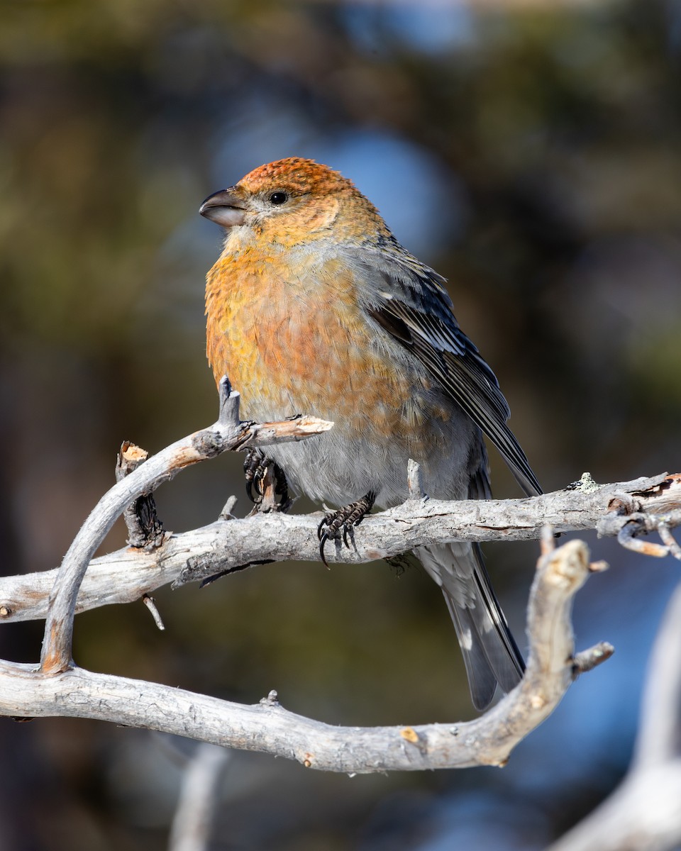 Pine Grosbeak - Diego González Dopico