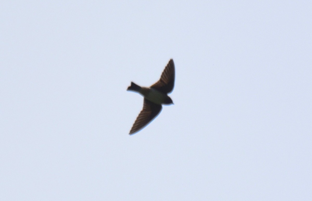 Black-capped Swallow - ML634125388