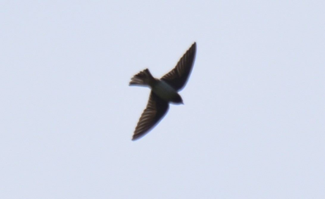 Black-capped Swallow - ML634125389