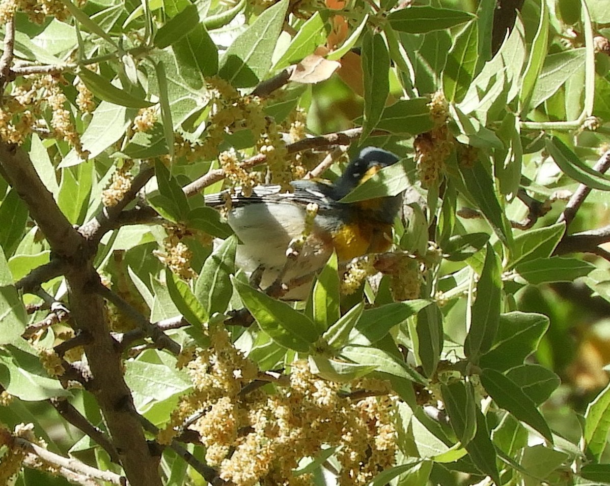 Northern Parula - ML634125395