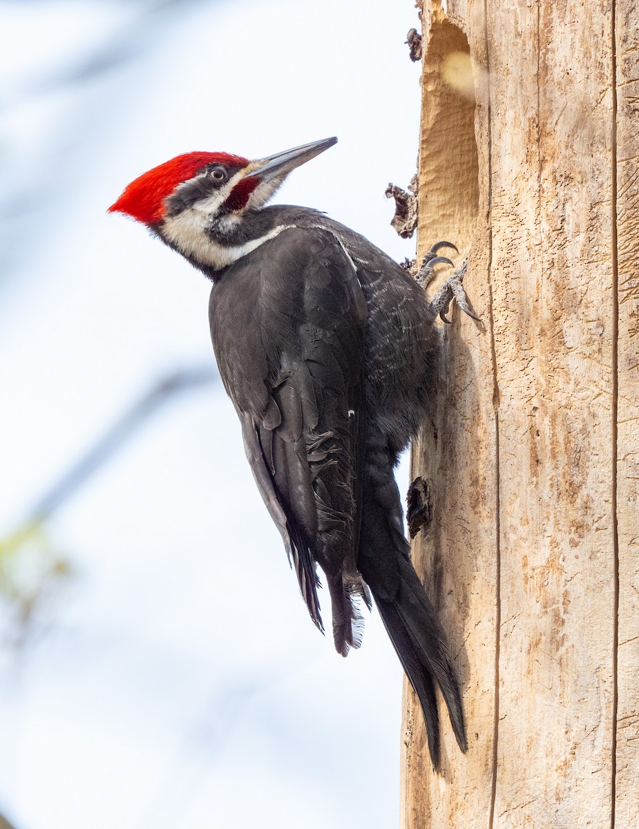 Pileated Woodpecker - ML634125453