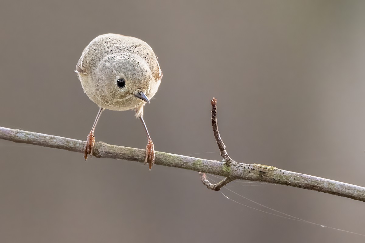 Ruby-crowned Kinglet - ML634125784