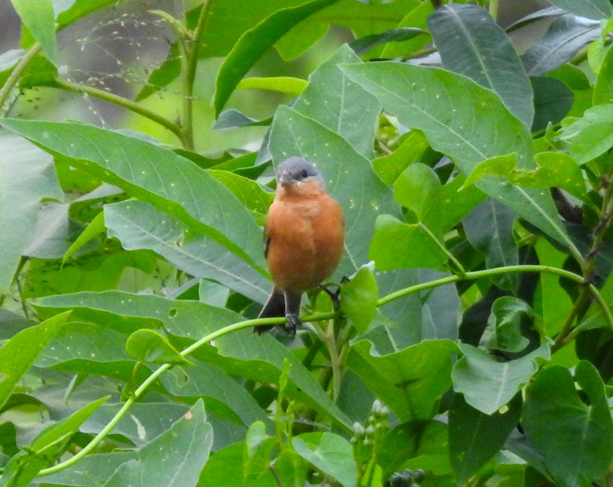 Tawny-bellied Seedeater - ML634126034