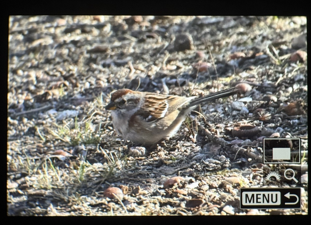 American Tree Sparrow - ML634126092