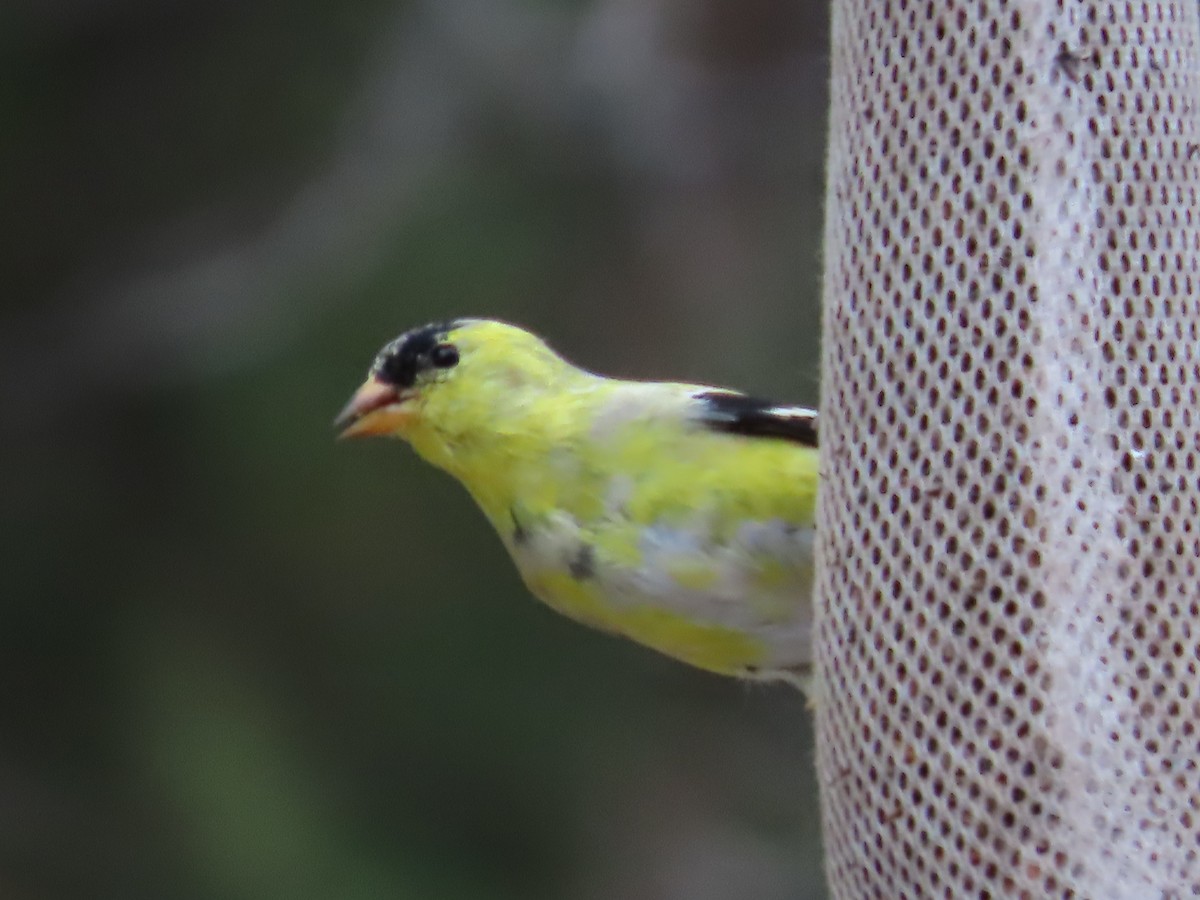 gulstillits - ML634126095