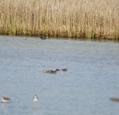 Green-winged Teal - ML634126136