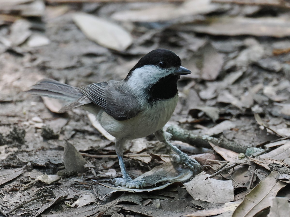 Carolina Chickadee - ML634126240