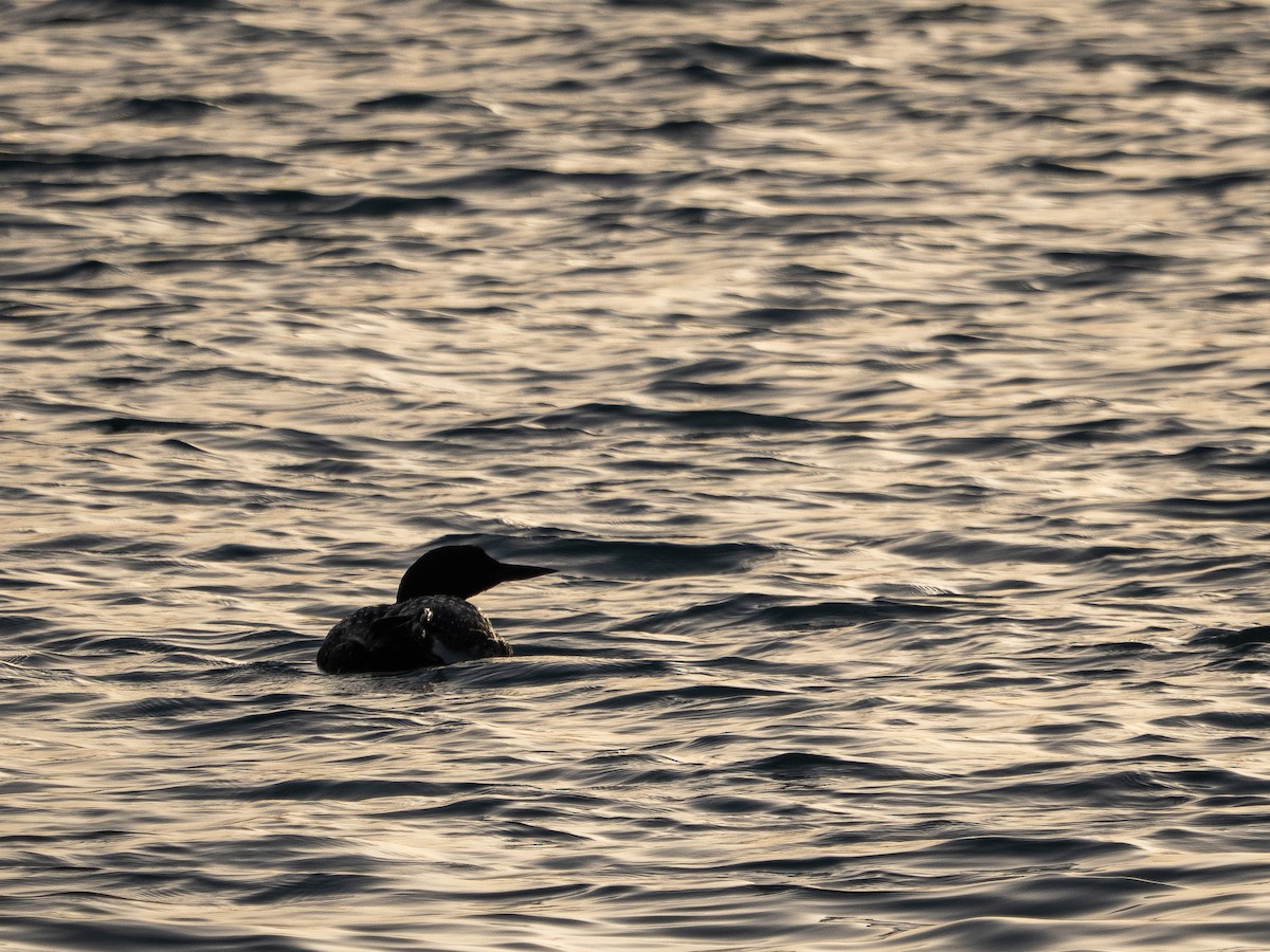 Common Loon - ML634126302