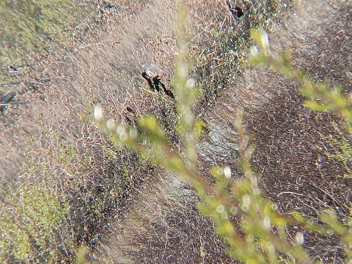 White Ibis - ML634126347