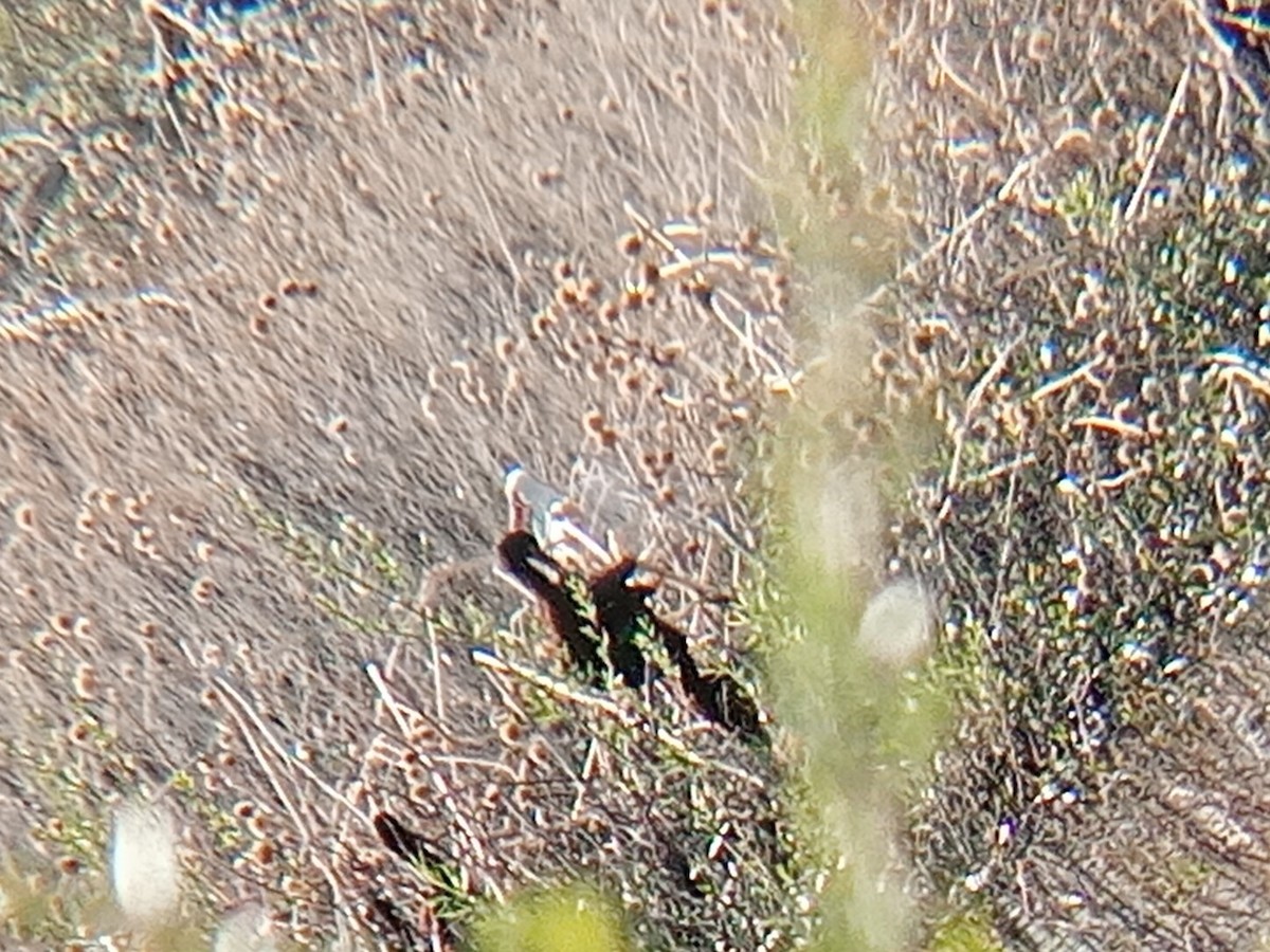 White Ibis - ML634126390