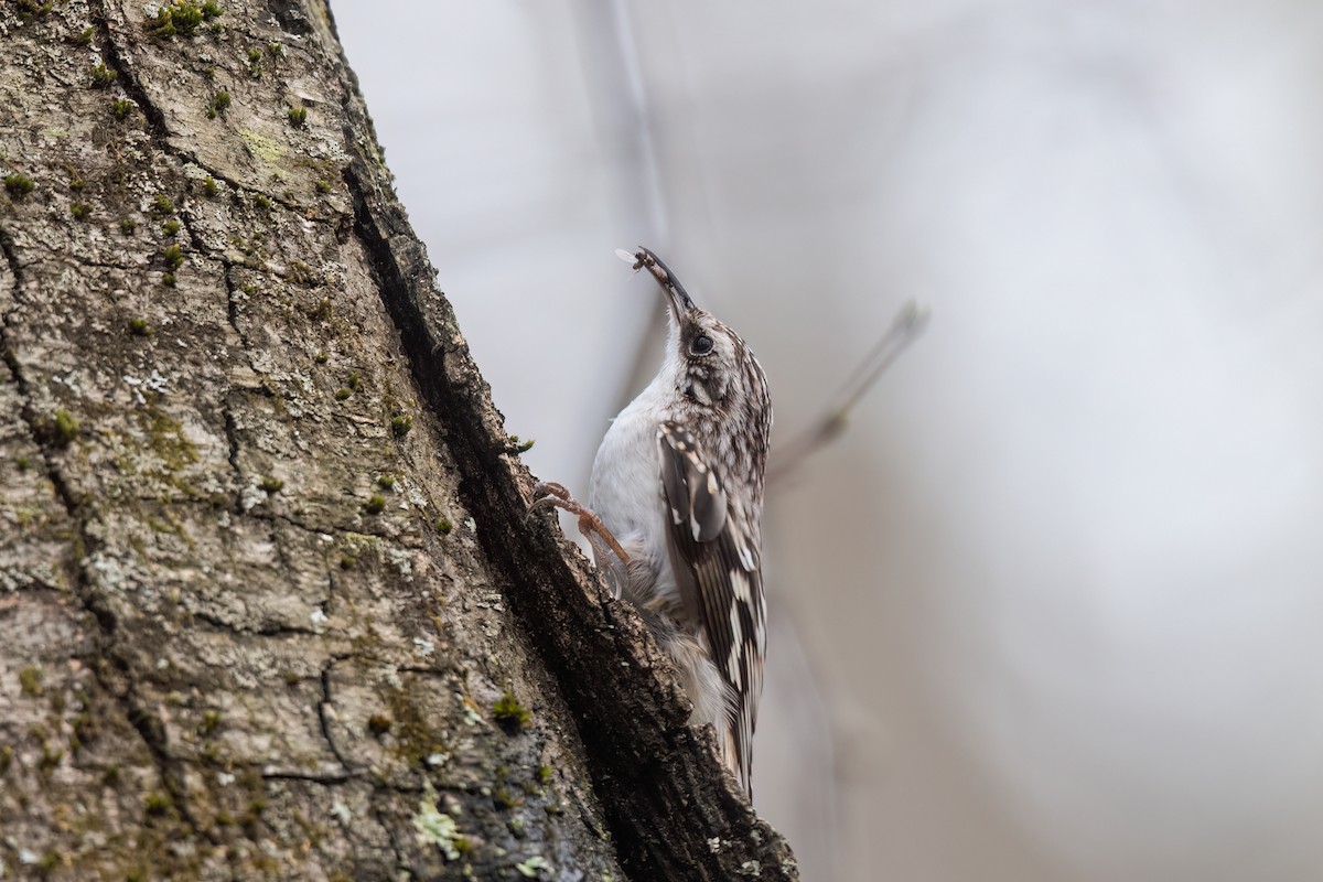 Brown Creeper - ML634126628