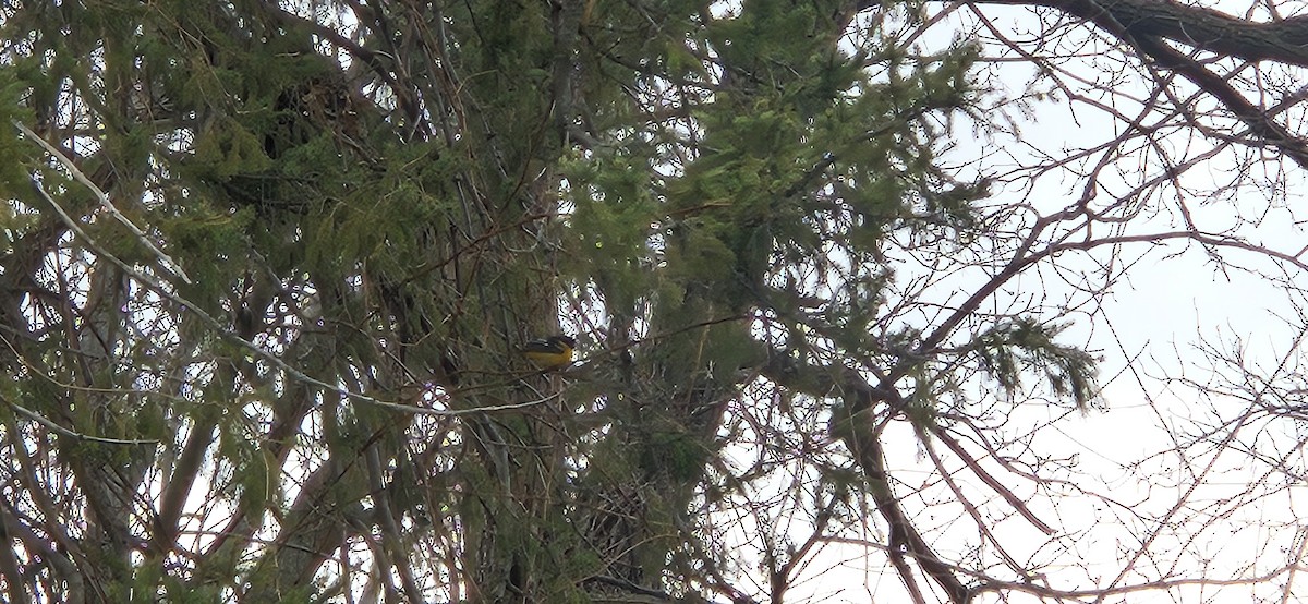 Baltimore Oriole - ML634126673