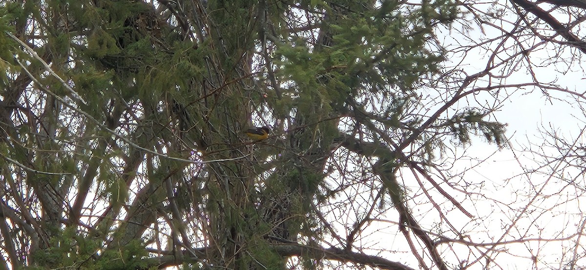 Baltimore Oriole - ML634126674