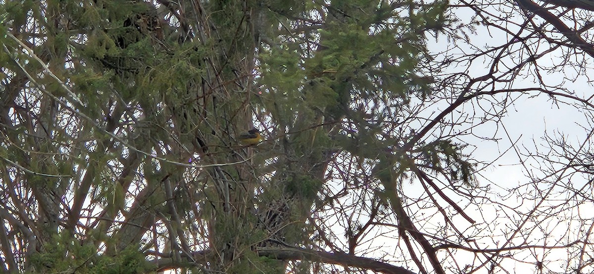 Baltimore Oriole - ML634126676