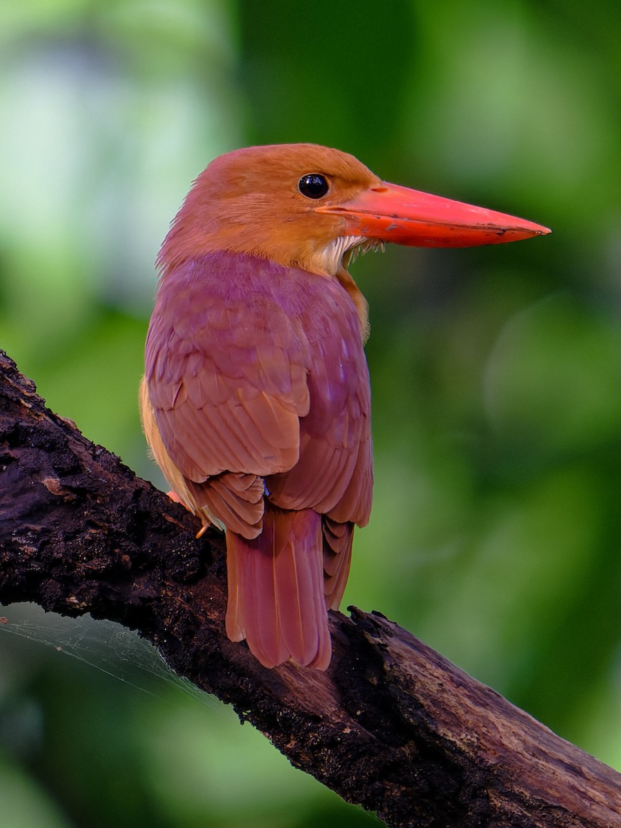 Ruddy Kingfisher - ML634126684