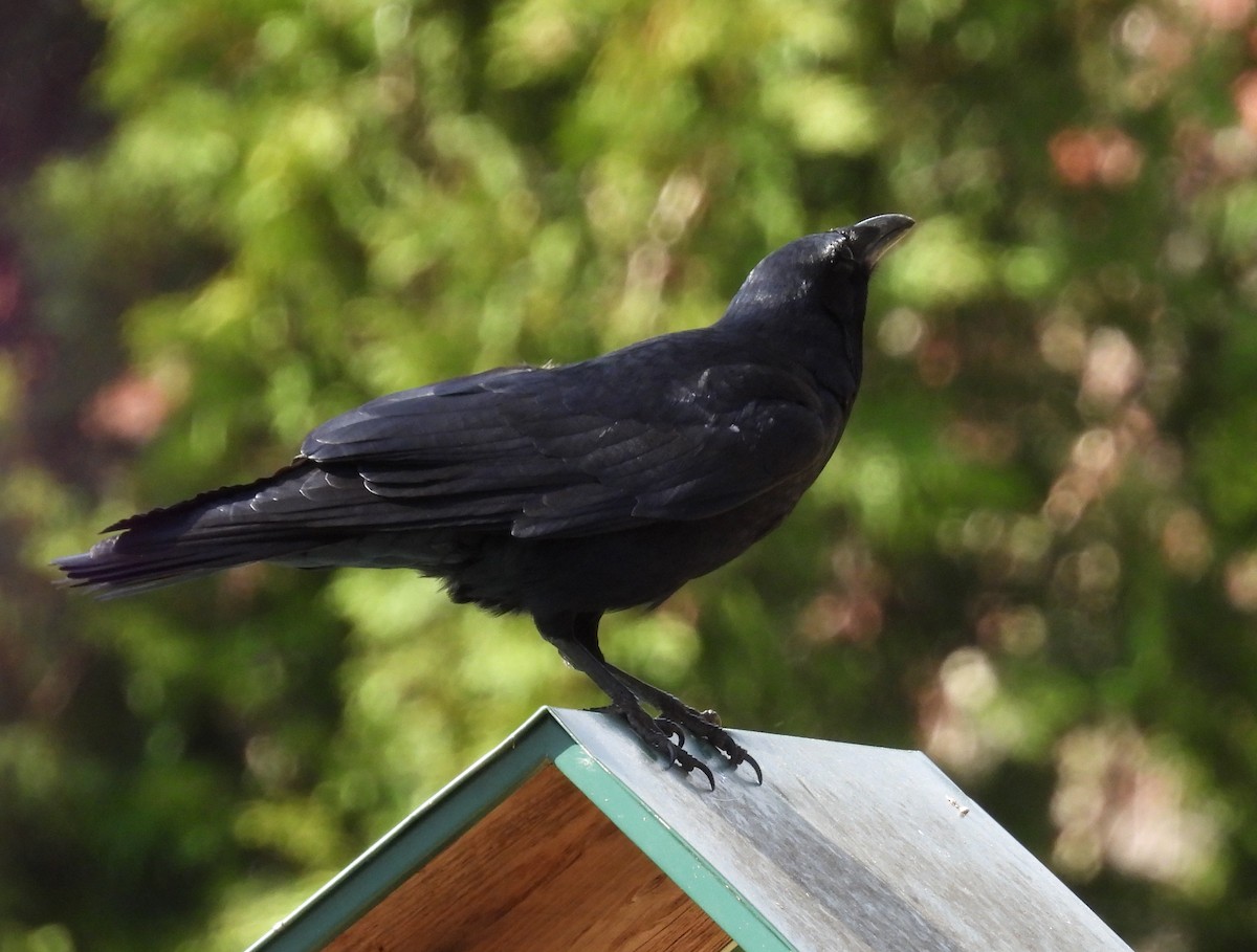 Fish Crow - ML634126847