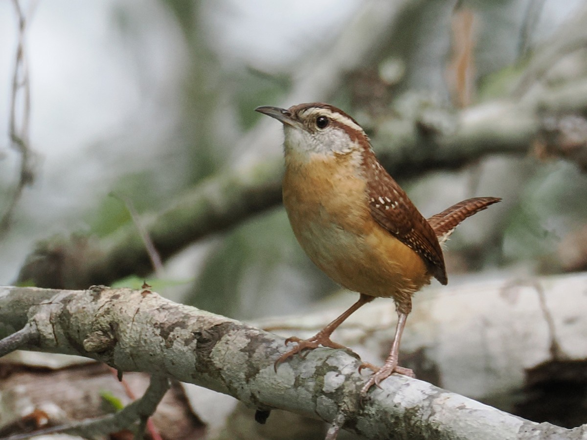 Carolina Wren - ML634127013