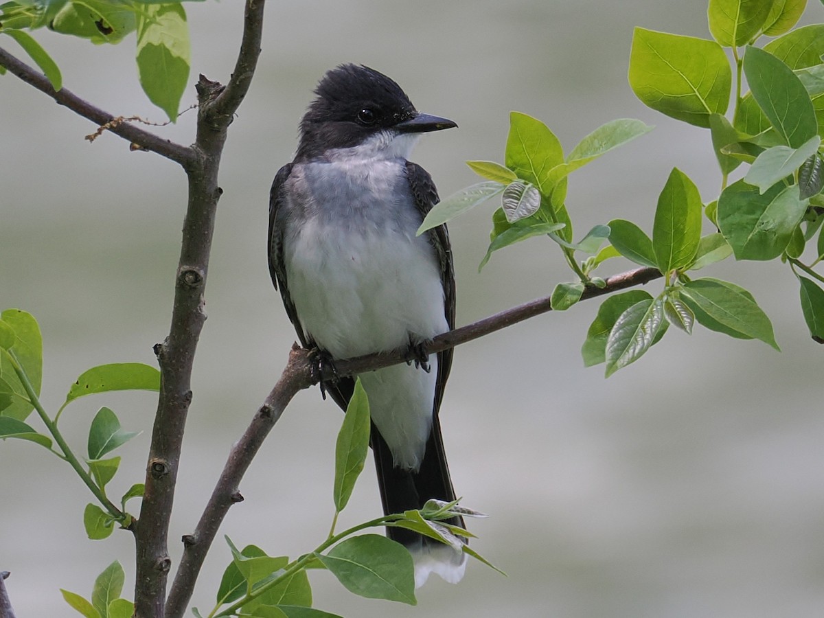 Eastern Kingbird - ML634127180