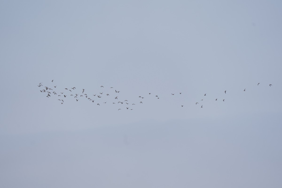 Little Curlew - ML634127218