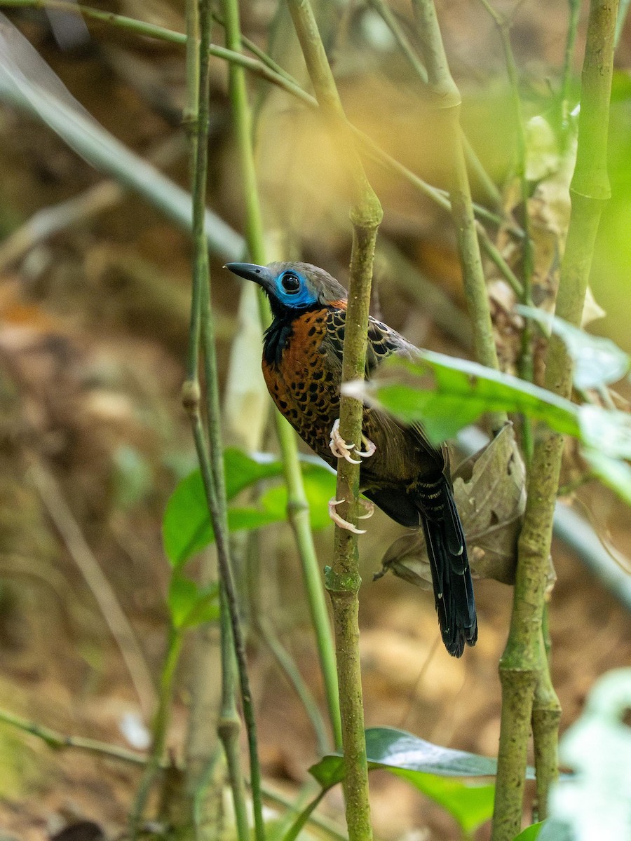 Ocellated Antbird - ML634127234