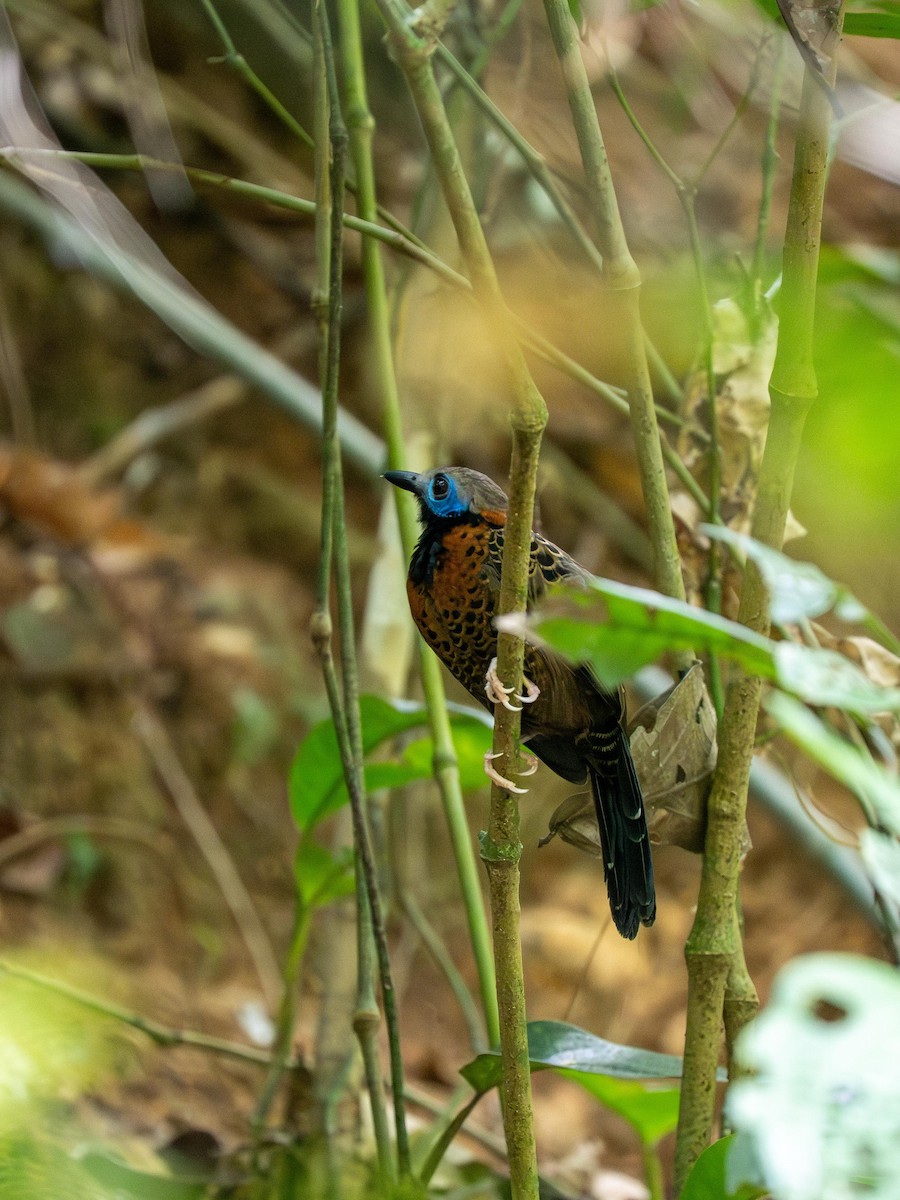 Ocellated Antbird - ML634127235