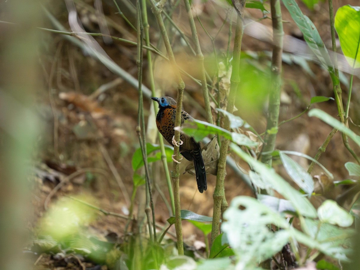 Ocellated Antbird - ML634127236