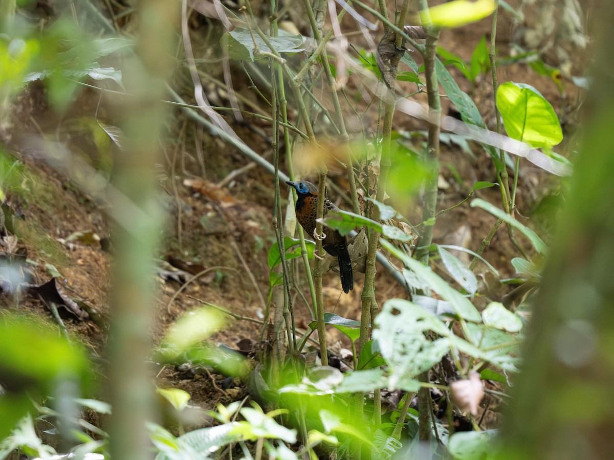 Ocellated Antbird - ML634127237