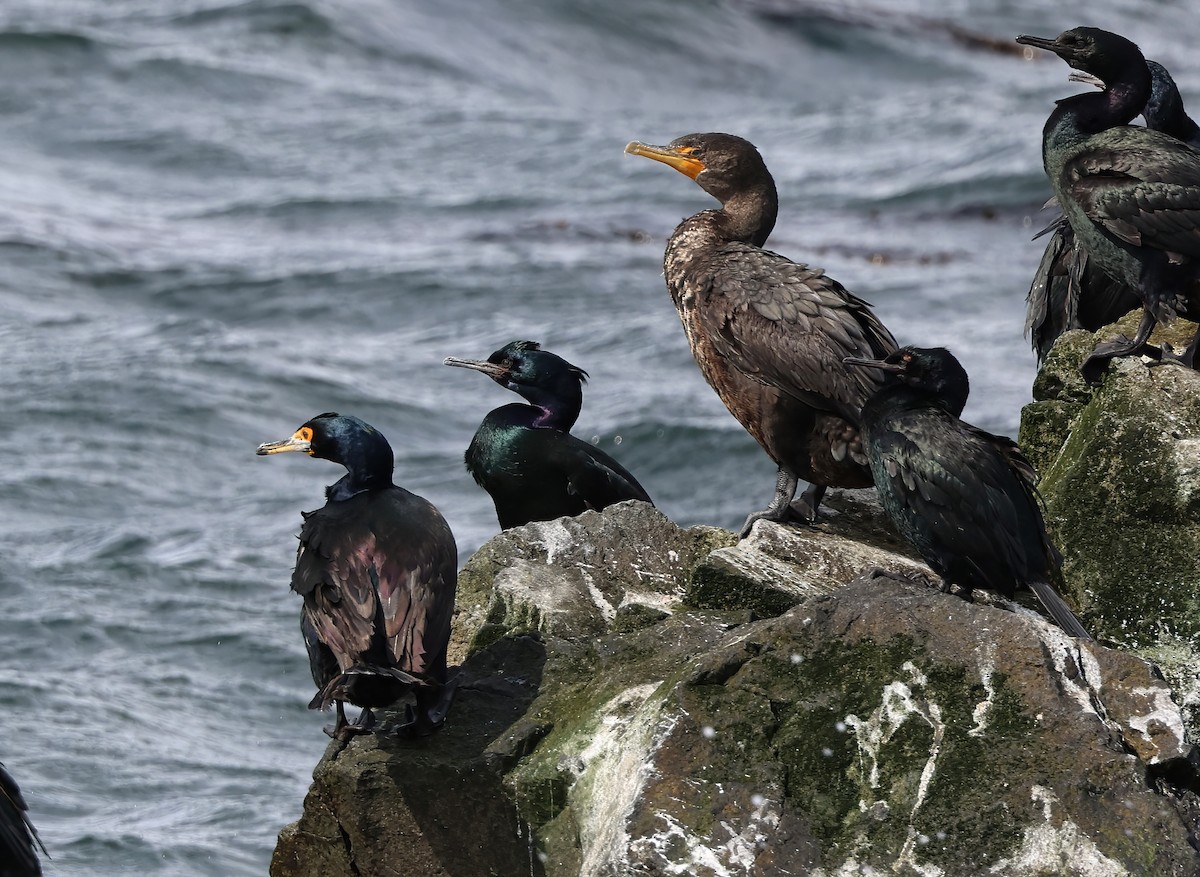Red-faced Cormorant - ML634127277