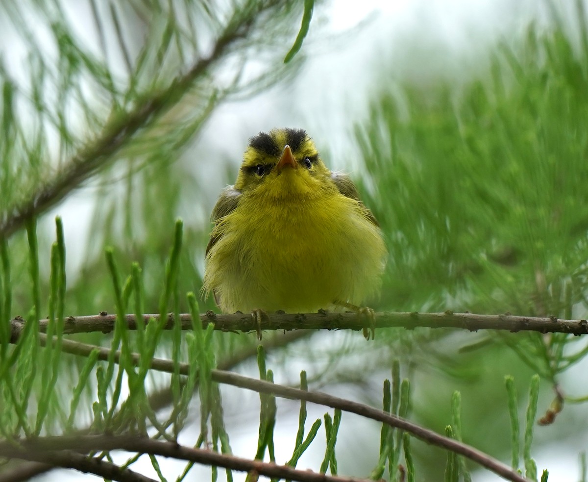 Pouillot de Rickett - ML634127457