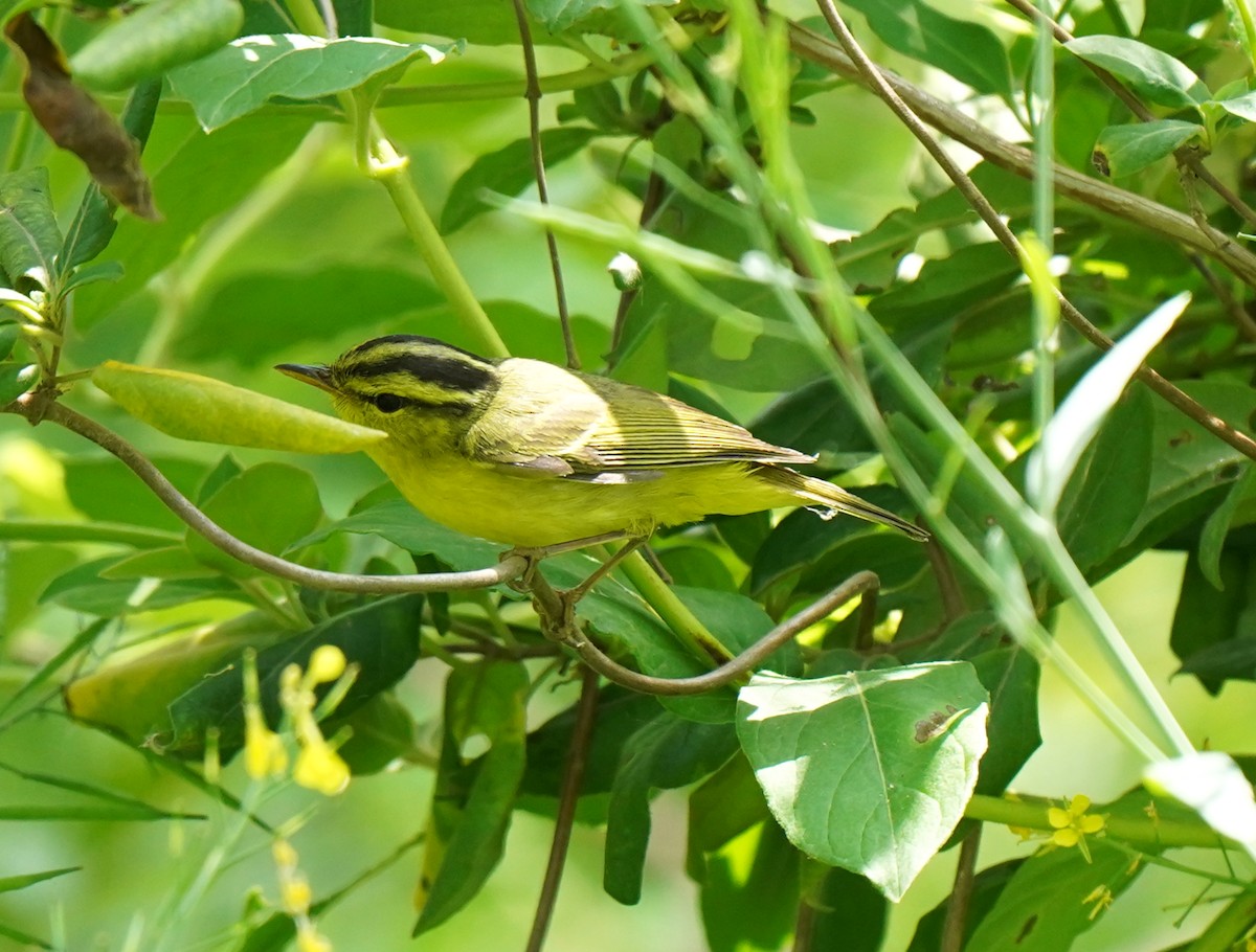 Pouillot de Rickett - ML634127458